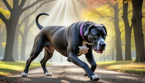 A dog caught in a vivid day