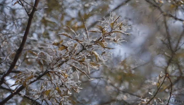 outdoors,blurry,tree,no humans,depth of field,blurry background,leaf,from above,plant,scenery,snow,snowing,branch,winter,bare tree,still life,day,nature,realistic