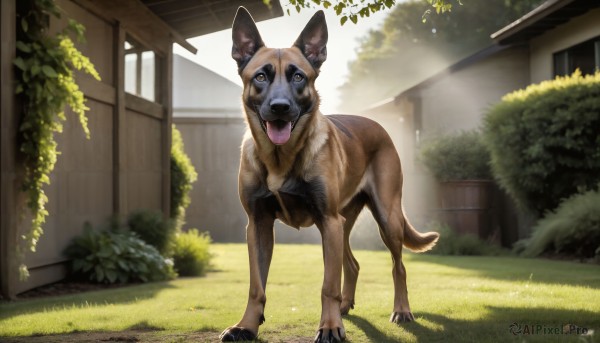 HQ,solo,brown eyes,outdoors,day,tongue,signature,tongue out,tree,no humans,window,animal,sunlight,grass,plant,building,dog,realistic,bush,house,animal focus,looking at viewer,open mouth,standing,full body