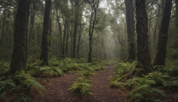 outdoors, day, tree, no humans, leaf, sunlight, grass, plant, nature, scenery, forest, road, green theme, path