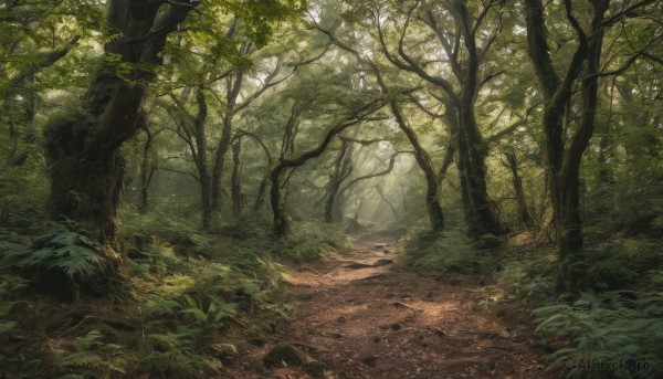 outdoors, day, tree, no humans, sunlight, grass, plant, nature, scenery, forest, road, green theme, path