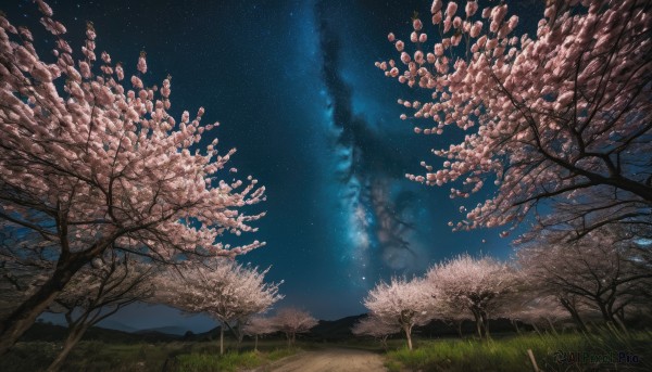 outdoors, sky, tree, no humans, night, grass, cherry blossoms, star (sky), night sky, scenery, starry sky, milky way