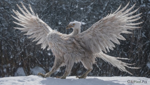 solo,closed mouth,standing,yellow eyes,outdoors,wings,blurry,from side,tree,orange eyes,pokemon (creature),no humans,bird,nature,snow,forest,snowing,animal focus,winter,bare tree,owl,talons,animal,feathers,feathered wings,spread wings