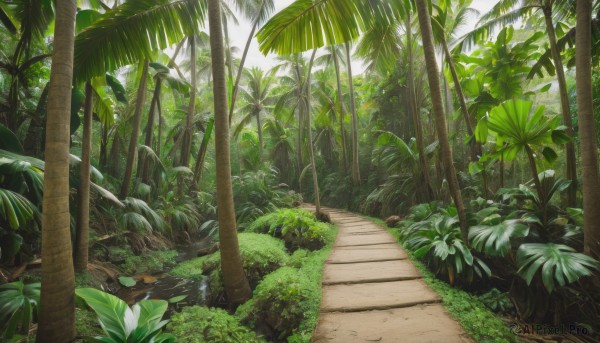 outdoors,day,tree,no humans,leaf,sunlight,grass,plant,nature,scenery,forest,rock,palm tree,bush,path,road