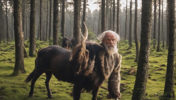 solo,looking at viewer,1boy,white hair,male focus,outdoors,day,tree,no humans,facial hair,animal,grass,nature,scenery,beard,forest,realistic,riding,old,horse,old man,deer,standing,scar,sunlight,fantasy,wolf,sheep,wrinkled skin