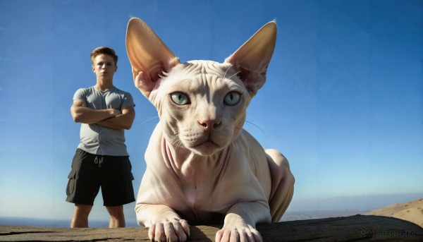 HQ,looking at viewer,short hair,brown hair,shirt,black hair,1boy,closed mouth,green eyes,standing,white shirt,short sleeves,male focus,outdoors,sky,shorts,day,blue sky,ocean,animal,beach,black shorts,crossed arms,cat,t-shirt,realistic,whiskers,oversized animal,solo,blue eyes