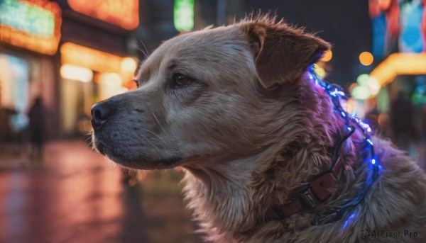 closed mouth, outdoors, blurry, collar, from side, no humans, night, depth of field, blurry background, animal, dog, realistic, animal focus