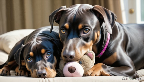 HQ,looking at viewer,blue eyes,brown eyes,lying,indoors,blurry,collar,pillow,no humans,bed,bed sheet,animal,on bed,stuffed toy,stuffed animal,on stomach,curtains,dog,teddy bear,realistic,animal focus,shiba inu,tongue,tongue out,book,depth of field,blurry background,animal collar