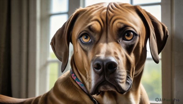 The wonder of a dog in a bold day