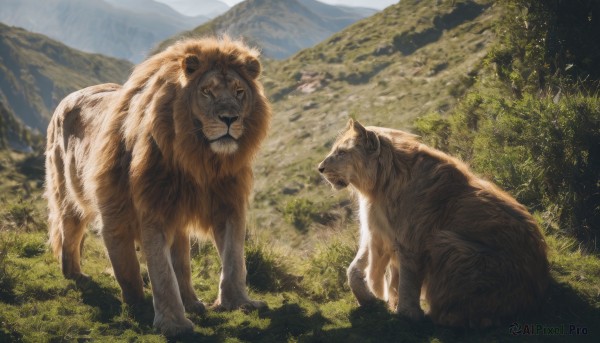 outdoors,day,tree,no humans,animal,grass,nature,scenery,forest,mountain,realistic,animal focus,tiger,lion,sky,signature,wolf