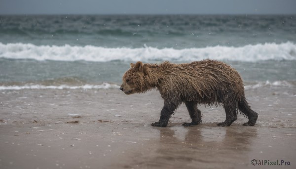 outdoors, day, water, blurry, no humans, ocean, animal, beach, realistic, sand, animal focus, waves