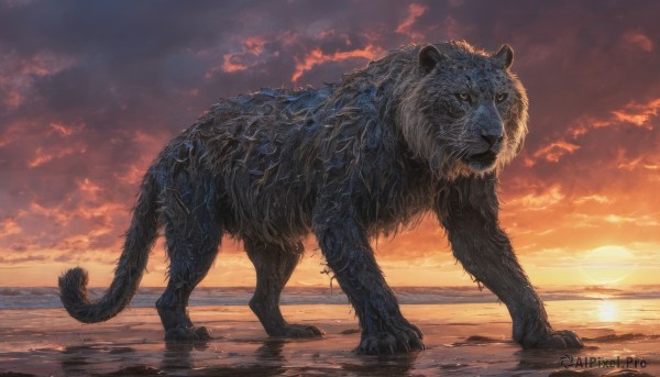 solo,tail,full body,outdoors,sky,cloud,water,no humans,ocean,animal,beach,cloudy sky,claws,sunset,sand,sun,horizon,animal focus,lion,realistic,twilight