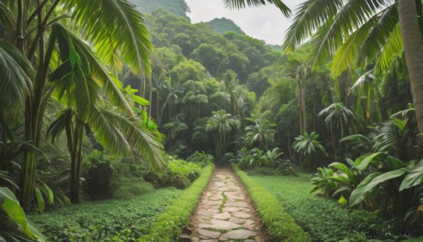 outdoors,sky,day,tree,no humans,leaf,beach,sunlight,grass,plant,nature,scenery,forest,rock,palm tree,road,bush,green theme,path,cloud,blue sky,cloudy sky,landscape