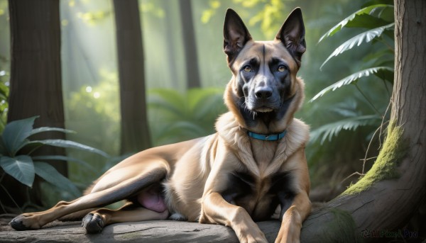 HQ,solo,looking at viewer,full body,yellow eyes,outdoors,lying,day,blurry,collar,tree,no humans,depth of field,blurry background,animal,leaf,on side,sunlight,plant,nature,forest,dog,realistic,animal focus,animal collar,tongue,signature,tongue out