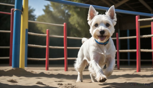 HQ,solo,looking at viewer,open mouth,full body,outdoors,day,tongue,tongue out,blurry,black eyes,collar,tree,no humans,shadow,animal,fangs,dog,realistic,railing,animal focus,standing,sky,blurry background,animal collar