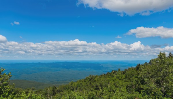 flower,outdoors,sky,day,cloud,water,tree,blue sky,no humans,ocean,cloudy sky,grass,plant,nature,scenery,forest,mountain,sunflower,horizon,field,summer,landscape,mountainous horizon,hill