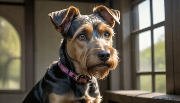 HQ,solo,blue eyes,brown eyes,day,indoors,blurry,collar,no humans,window,depth of field,blurry background,animal,sunlight,dog,realistic,animal focus,animal collar,looking at viewer,closed mouth,yellow eyes,red collar,belt collar