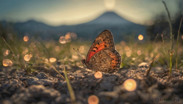 flower, outdoors, wings, blurry, no humans, depth of field, bug, butterfly, scenery, flying, mountain, antennae, dragonfly