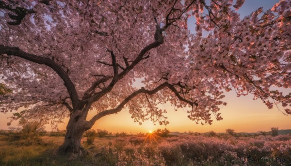 outdoors, sky, cloud, tree, no humans, sunlight, grass, nature, scenery, sunset, sun, field