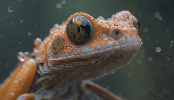 blurry, no humans, depth of field, fish, bubble, underwater, realistic, air bubble