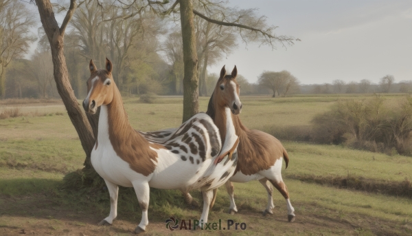 looking at viewer,standing,outdoors,sky,day,black eyes,tree,no humans,animal,grass,nature,scenery,forest,realistic,animal focus,deer,cloud,field,horse,bare tree