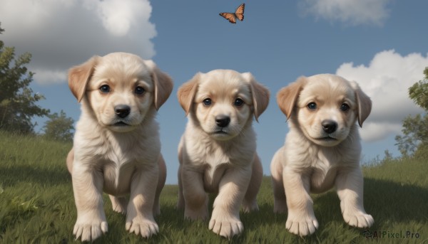 looking at viewer,blue eyes,outdoors,sky,day,cloud,tree,blue sky,no humans,animal,cloudy sky,grass,bug,butterfly,nature,dog,realistic,animal focus,standing,signature