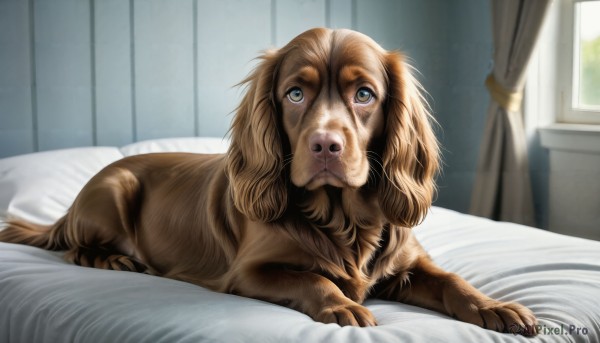 Image of a dog in a beautiful day