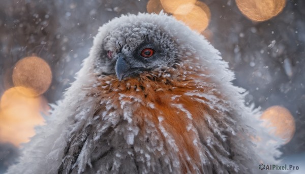 A unique view of a unique subject in snowy snow