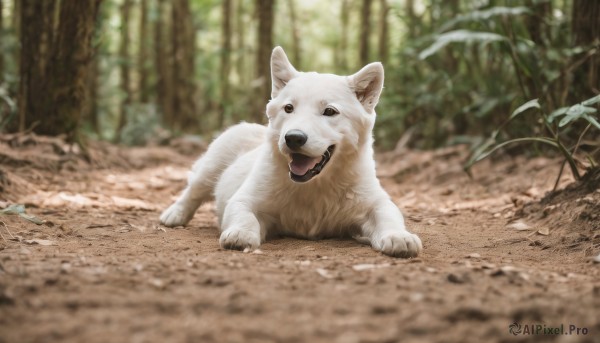 solo,looking at viewer,open mouth,full body,outdoors,day,tongue,tongue out,blurry,black eyes,tree,no humans,depth of field,blurry background,animal,leaf,fangs,plant,nature,forest,dog,realistic,animal focus,signature