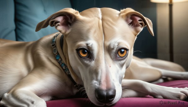 HQ,looking at viewer,brown eyes,jewelry,yellow eyes,lying,solo focus,pants,indoors,necklace,blurry,collar,orange eyes,no humans,depth of field,blurry background,animal,on stomach,dog,realistic,animal focus,solo,pillow,bed,on bed,lamp,animal collar