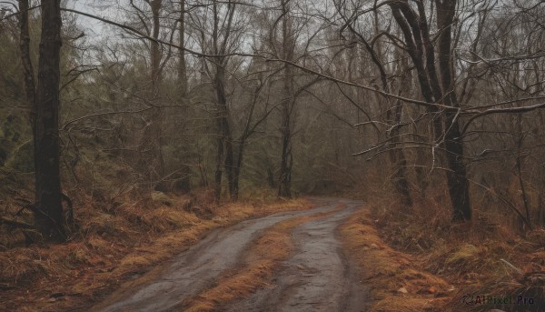 outdoors,sky,day,water,tree,no humans,grass,nature,scenery,forest,road,bare tree,river,landscape,fog,path,realistic,autumn