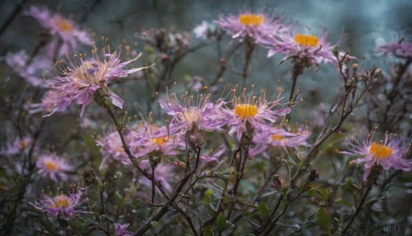 flower, outdoors, blurry, tree, no humans, depth of field, blurry background, scenery, realistic, purple flower, branch, still life