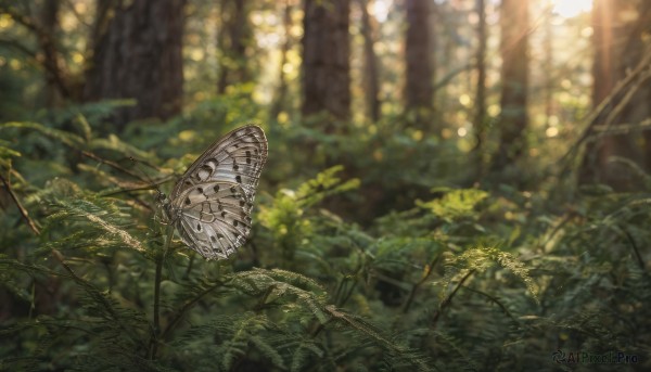 outdoors, day, blurry, tree, no humans, depth of field, blurry background, sunlight, bug, plant, butterfly, nature, scenery, forest