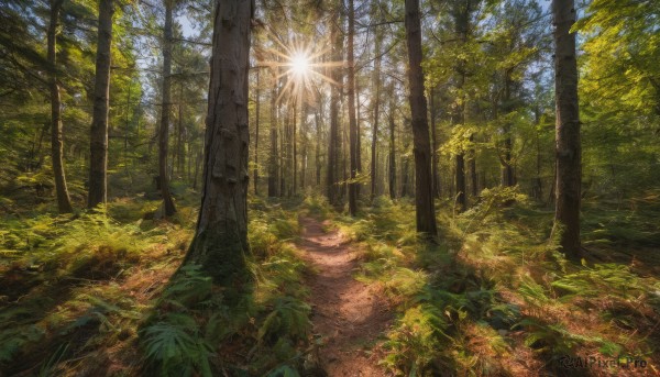 outdoors, sky, day, tree, no humans, sunlight, grass, plant, nature, scenery, forest, bamboo, path