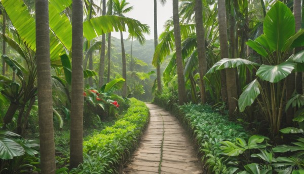 outdoors,day,tree,no humans,leaf,sunlight,grass,plant,nature,scenery,forest,palm tree,bush,green theme,sky,road,path