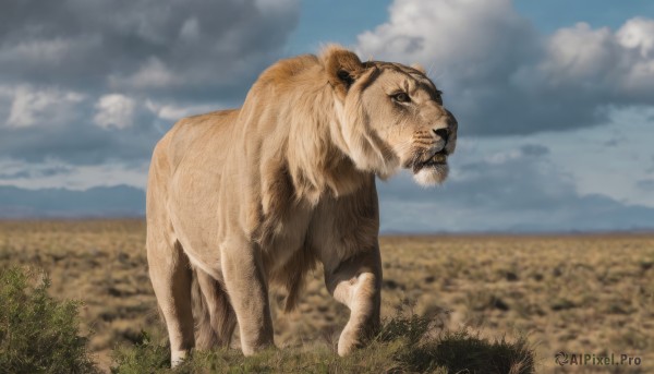 solo,outdoors,sky,day,cloud,blurry,blue sky,no humans,depth of field,blurry background,animal,cloudy sky,grass,realistic,field,animal focus,lion,standing