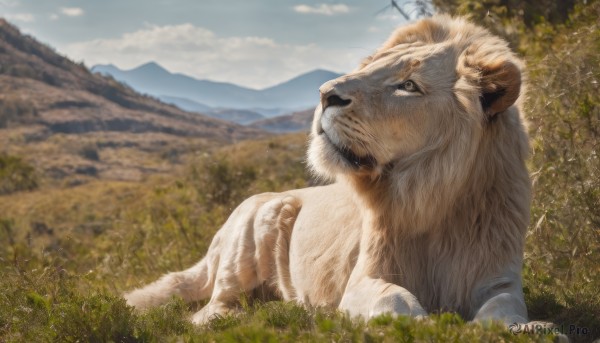 A majestic day featuring a unique subject
