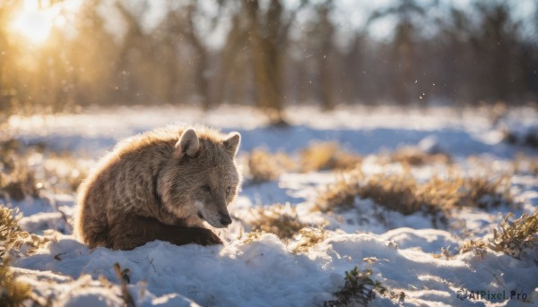 outdoors, blurry, tree, no humans, depth of field, animal, nature, scenery, snow, winter