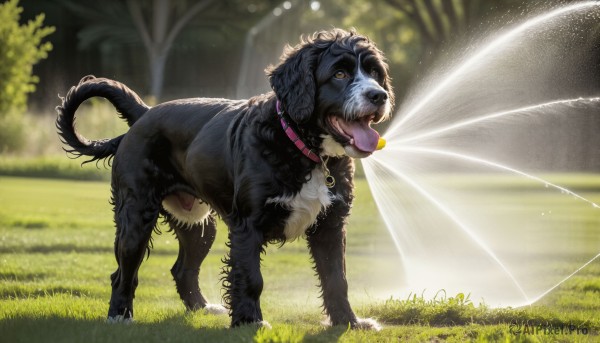 The beauty of a dog set in a captivating day