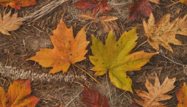 solo,no humans,leaf,traditional media,scenery,painting (medium),autumn leaves,maple leaf,autumn,abstract,tree,from above,nature