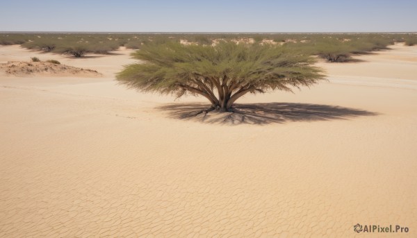 outdoors,sky,day,tree,blue sky,no humans,shadow,beach,grass,scenery,sand,road,field,desert,water,ocean,plant,nature,horizon,shore