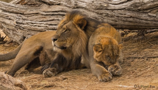 outdoors,lying,signature,tree,no humans,animal,on side,sleeping,grass,on stomach,nature,realistic,animal focus,tusks,lion,closed mouth,closed eyes,on ground,sepia,brown theme