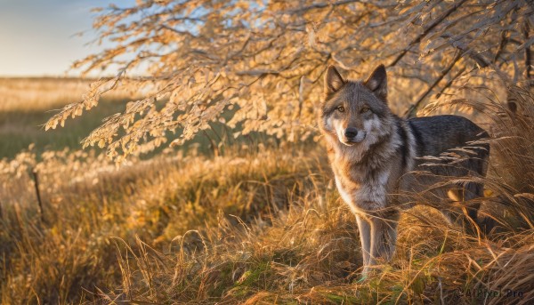 A dog surrounded by a serene day