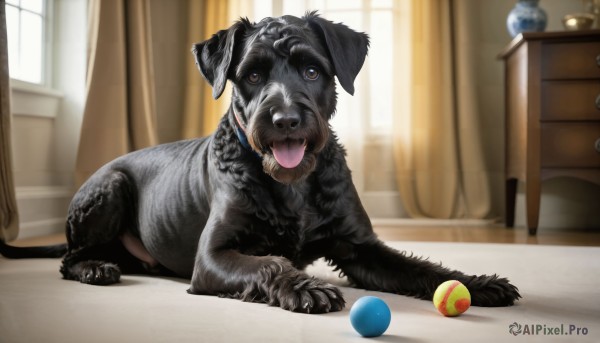 HQ,brown eyes,day,tongue,indoors,tongue out,blurry,no humans,window,animal,table,curtains,ball,dog,realistic,animal focus,playing,solo,looking at viewer,open mouth,full body,collar,chair,tennis ball