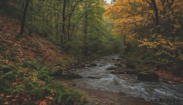 outdoors,day,water,tree,no humans,leaf,sunlight,grass,plant,nature,scenery,forest,rock,autumn leaves,maple leaf,river,autumn,stream