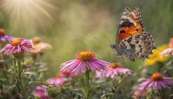 The elegance of a butterfly in a tranquil day