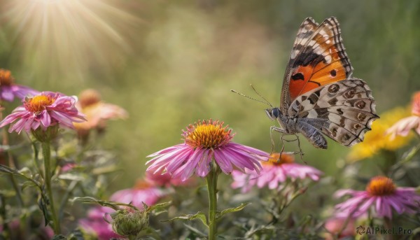 flower, outdoors, wings, day, blurry, no humans, depth of field, blurry background, sunlight, bug, butterfly, nature, scenery, pink flower, realistic, purple flower, butterfly wings