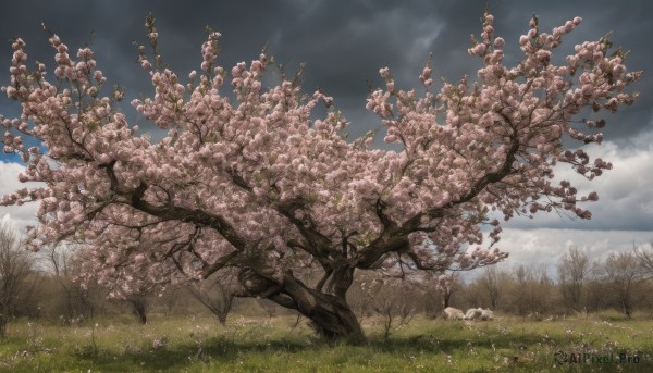 outdoors, sky, day, cloud, tree, no humans, cloudy sky, grass, cherry blossoms, nature, scenery, field, landscape