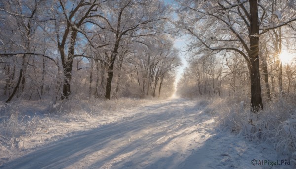 outdoors,sky,day,tree,no humans,sunlight,grass,nature,scenery,snow,forest,winter,bare tree,landscape,dutch angle,sun,road,path