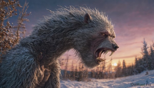 solo,open mouth,1boy,yellow eyes,outdoors,sky,teeth,blurry,tree,no humans,depth of field,blurry background,animal,fangs,sharp teeth,nature,snow,forest,sunset,snowing,realistic,winter,bare tree,wolf,pine tree,cloud,signature,scenery,sun,oversized animal